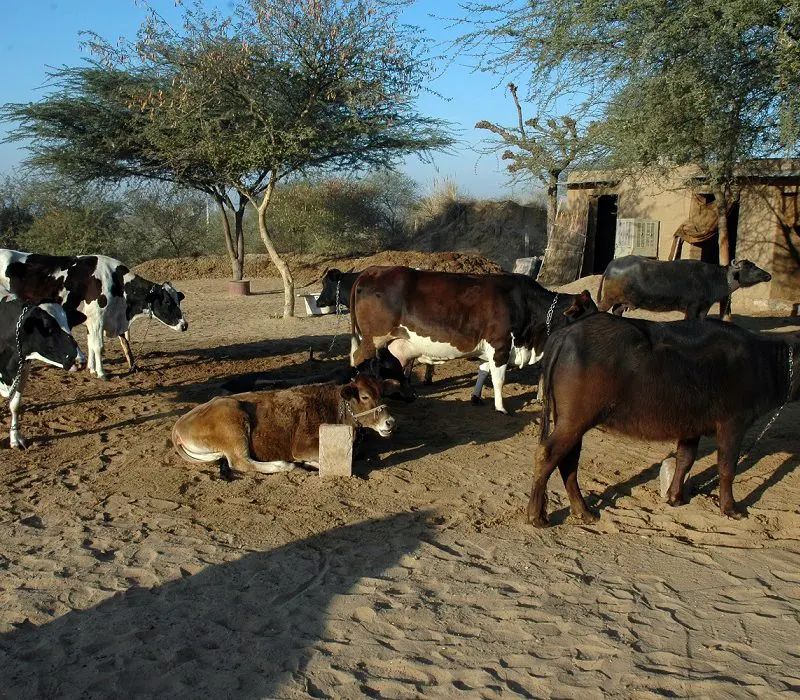 Image_The Desert Resort, Mandawa